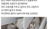 당근거래 했더니 고양이가 딸려옴