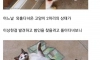 어느날 고양이 몸에 그려진 낙서의 정체