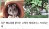 햄스터가 떠나면서 주고간 선물