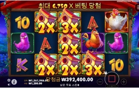 닭집 이렇게 와일드 예쁘게 깔아줬는데