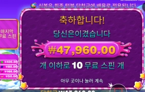 스위트 보난자 ２４０배