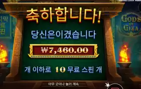 기자 신아 와일드는