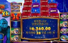 콩고 캐시 XL 28스핀