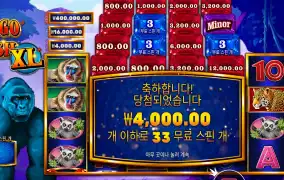 콩고 캐시 XL 33스핀