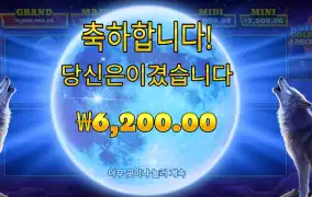 울프 골드 4 팩 2콩 배팅