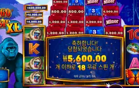 콩고 캐시 XL 18스핀