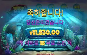 와일드펄 1.1콩 야심한 새벽