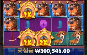 오늘은 개집 빅윈