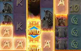 피지 사파리 마무리~~~~