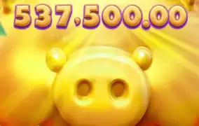 피지 행운 돼지