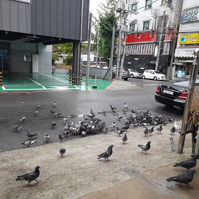 캣맘에 이은 비둘기맘 등장