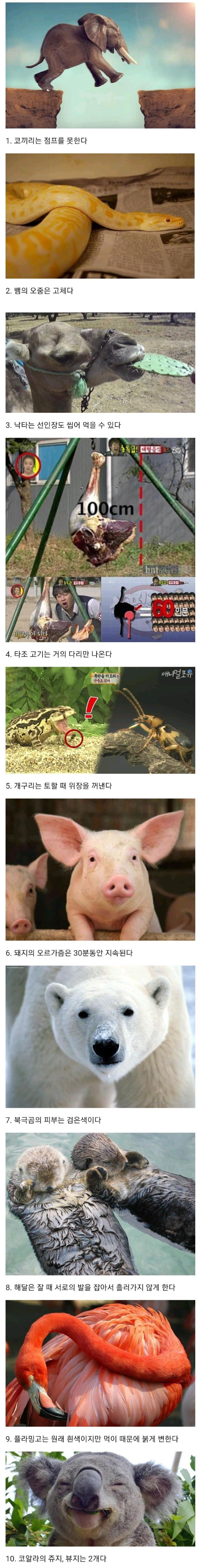 동물관련 상식 몇개