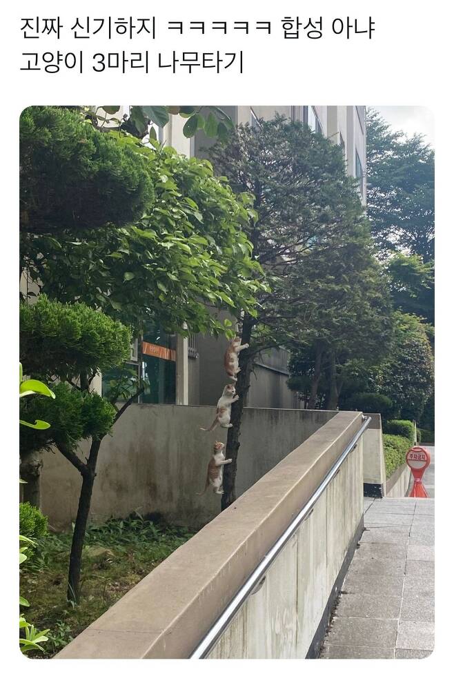 고양이 세마리 나무타기