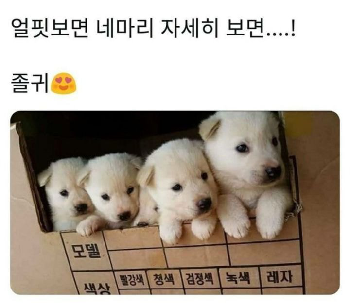 얼핏보면 4마리