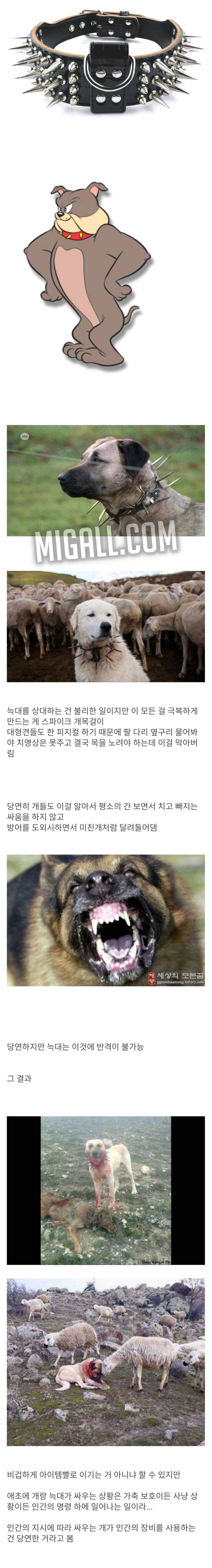 의외로 연약한 동물 늑대