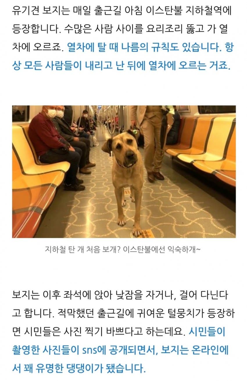 터키사람들의 사랑을 받는 보지