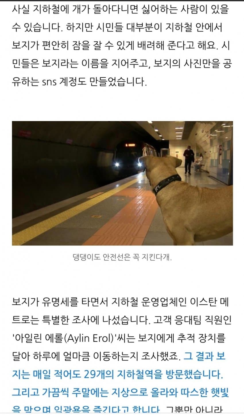 터키사람들의 사랑을 받는 보지