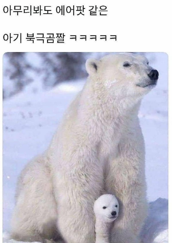 에어팟 같은 북금곰이라는데