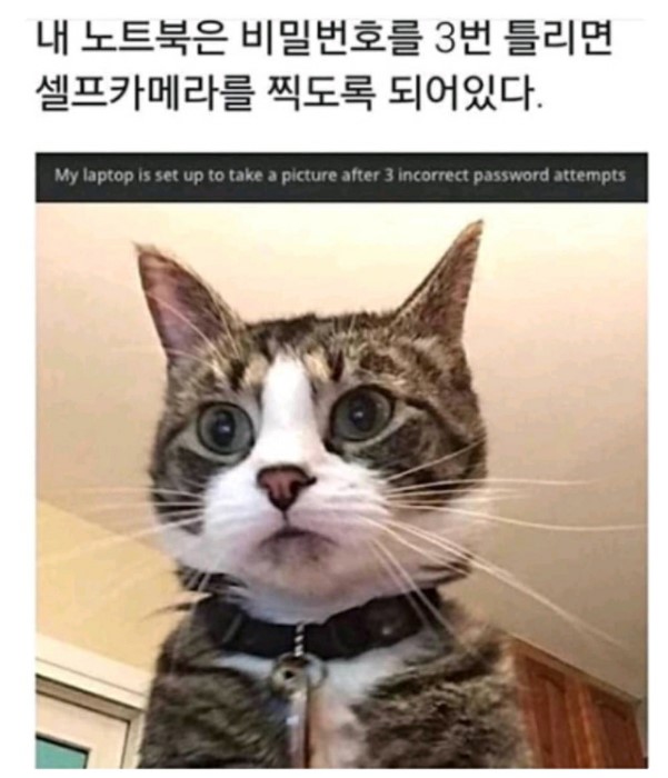 애옹이