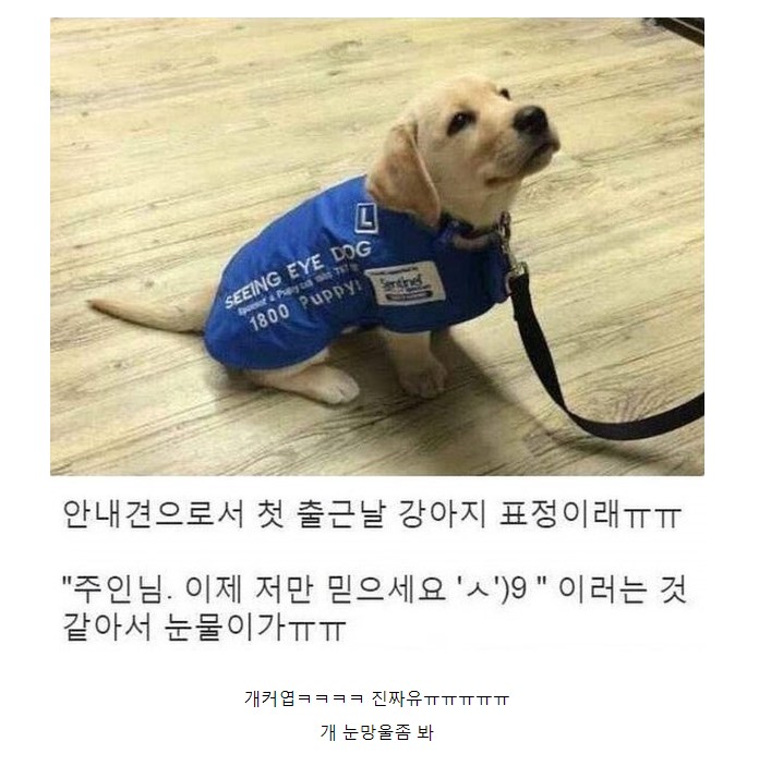 안내견 첫 출근날