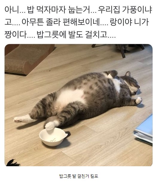 배부른 냥이