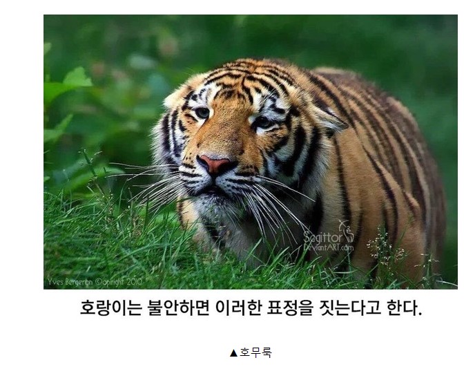 호랑이가 불안하면?