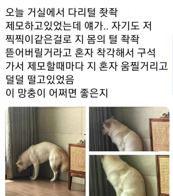 주인이 제모하는걸 본 댕댕이