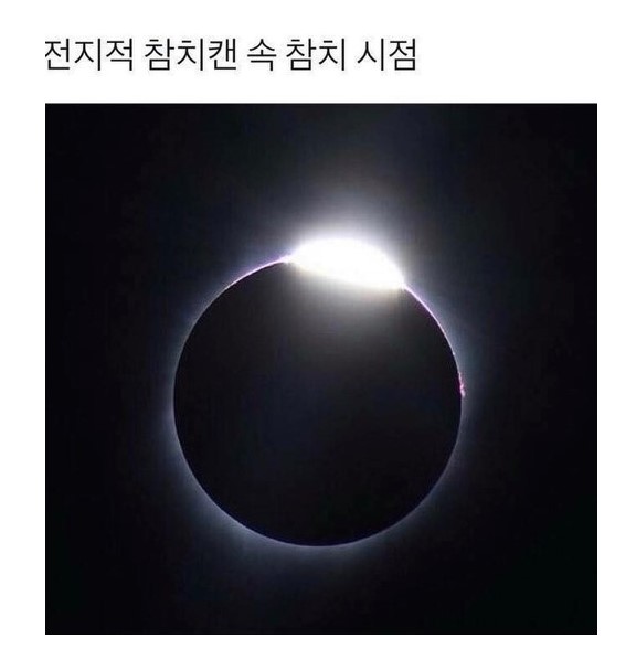 전지적 참치시점