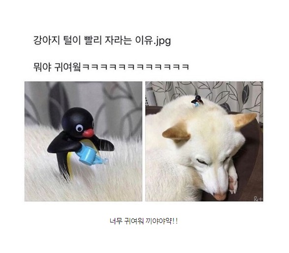 강아지 털이 빨리 자라나는 이유. jpg