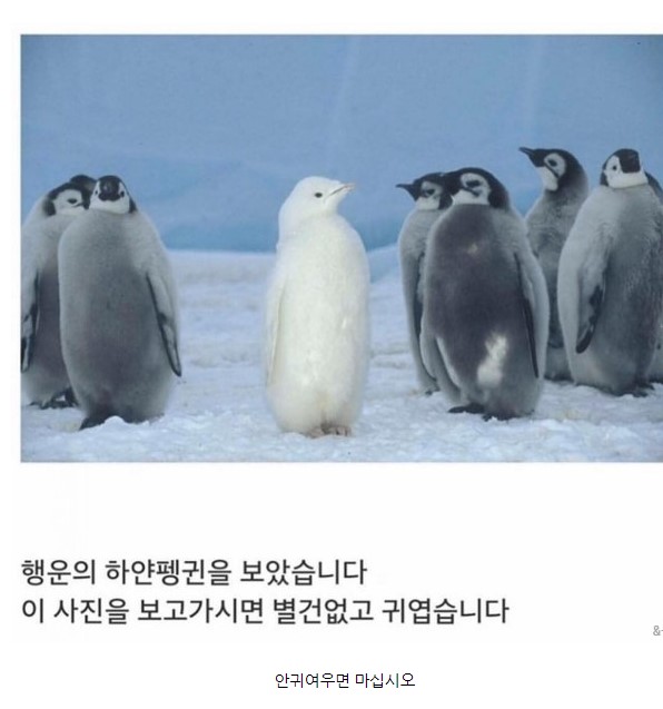 행운의 팽귄~