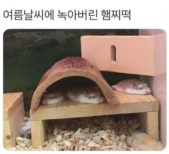 햄찌떡