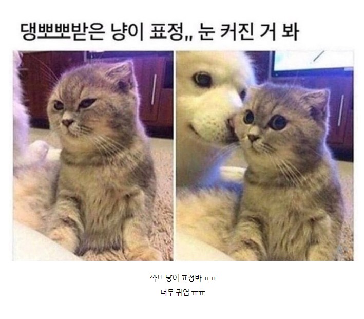 댕뽀~