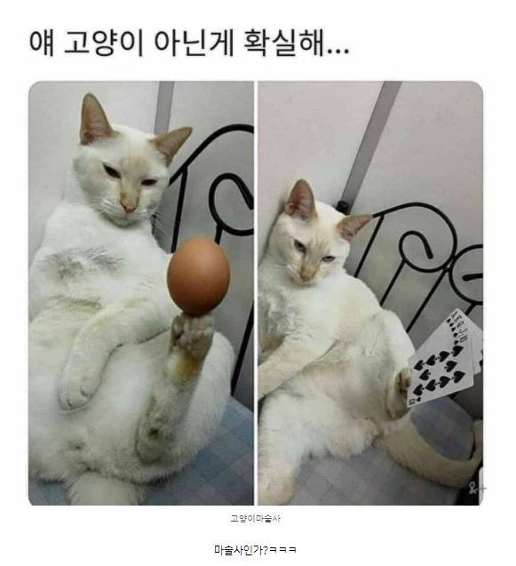 이런 고양이 봤어?