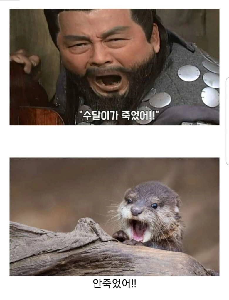 수달이가...수달이가 주것써!