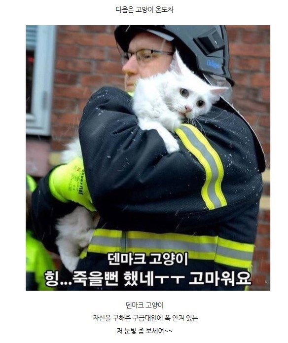 고양이 온도차