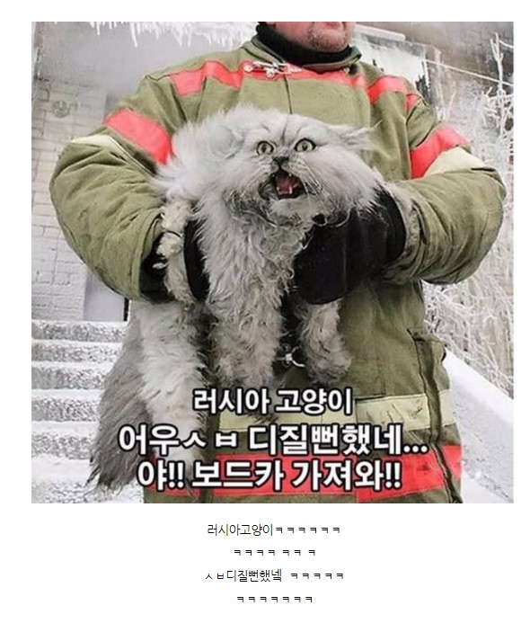 고양이 온도차