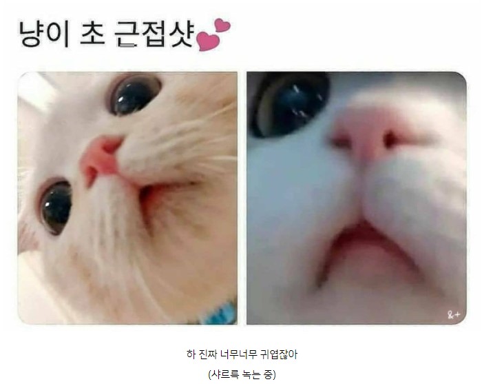 초 근접 냥이