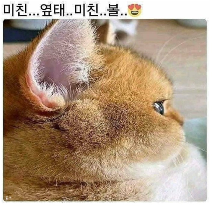 미친....옆태