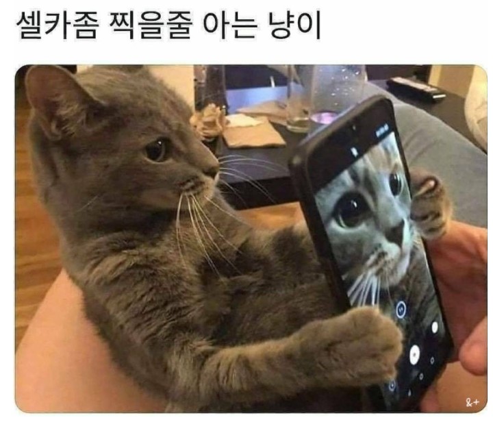 셀카 좀 찍을 줄 아는 냥이