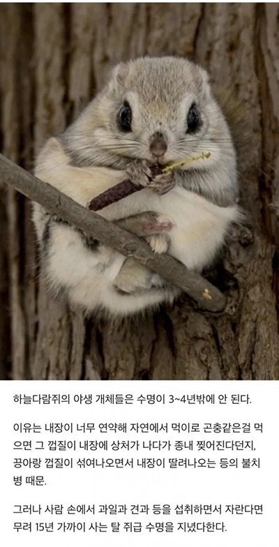 하늘다람쥐의 수명이 짧은 이유