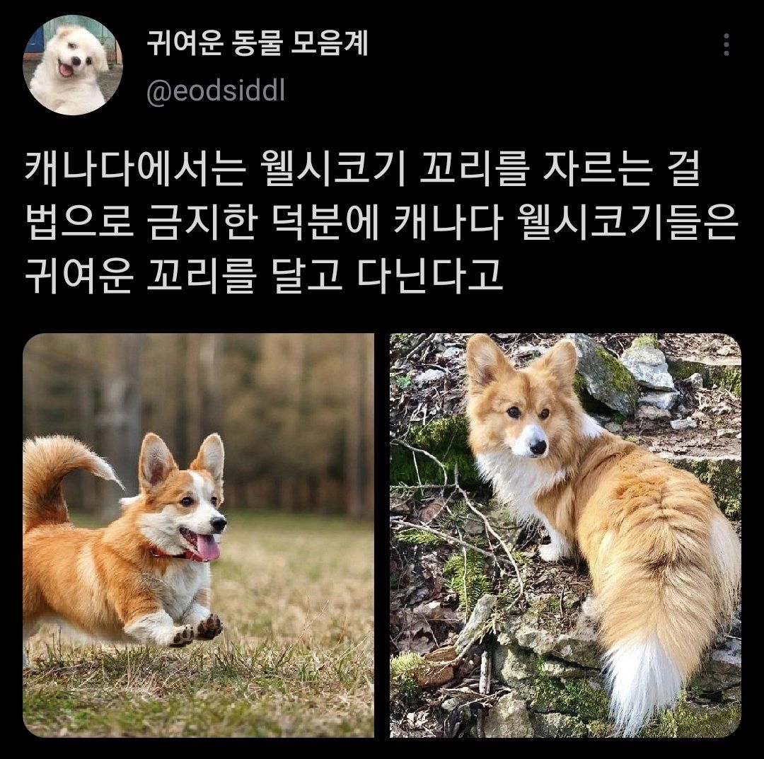 웰시코기의 꼬리