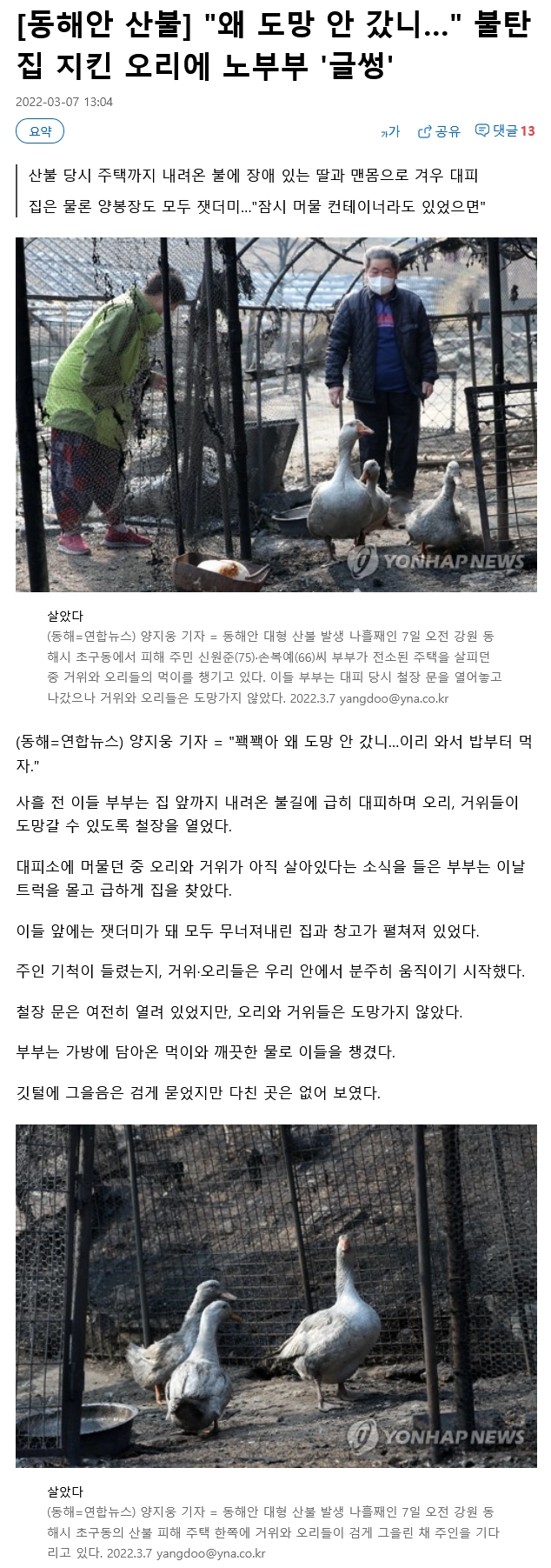 동해안 산불로 불탄 집을 지키고 있던 오리들