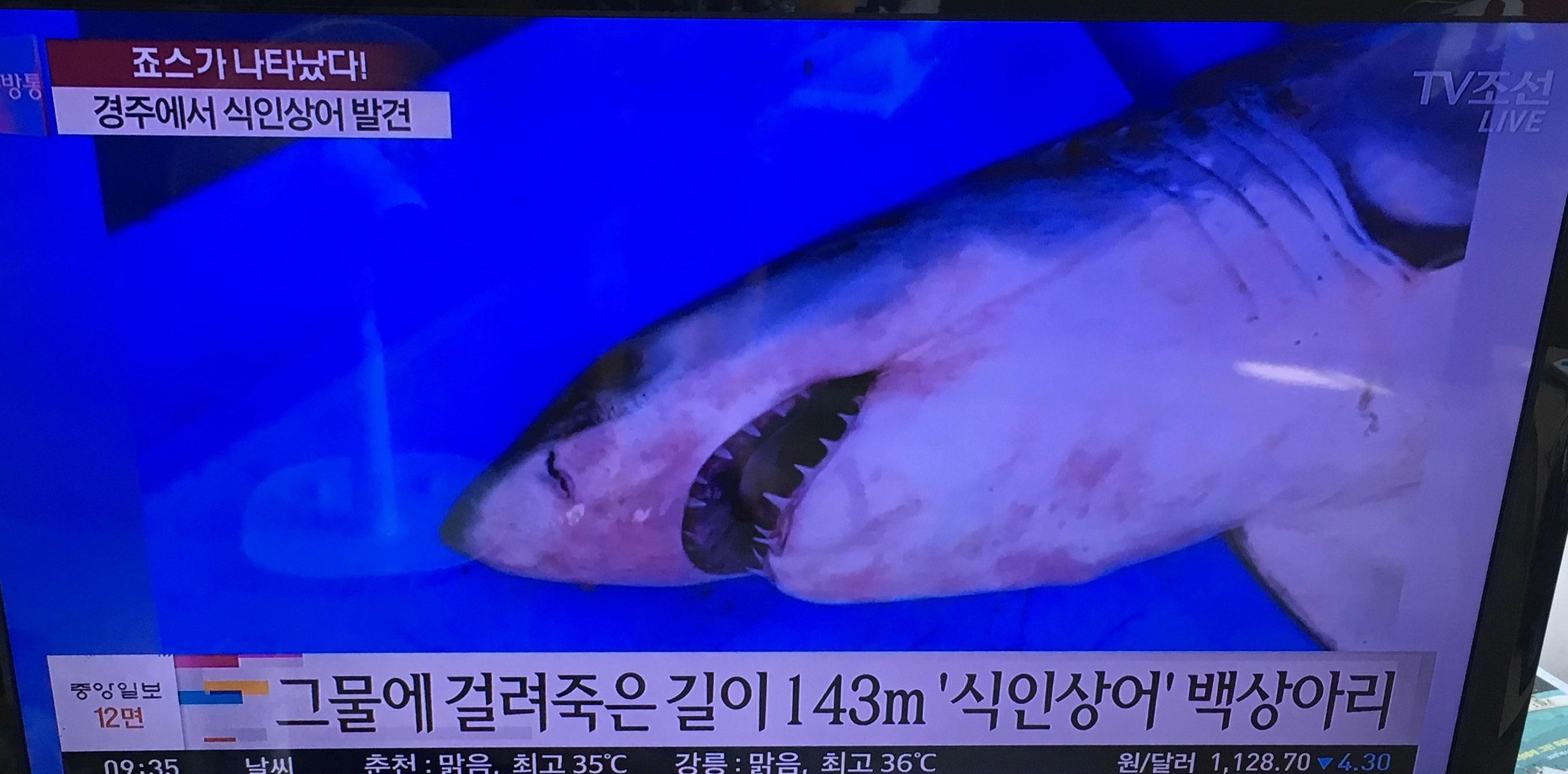 경주에서 초거대상어 발견.jpg