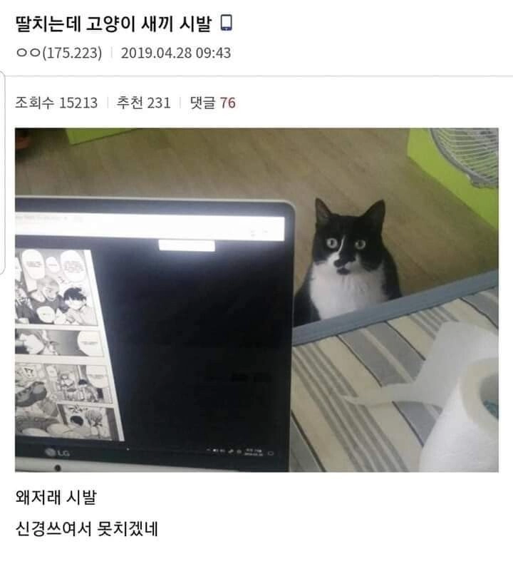 딸치는데 고양이색기 쳐다보네