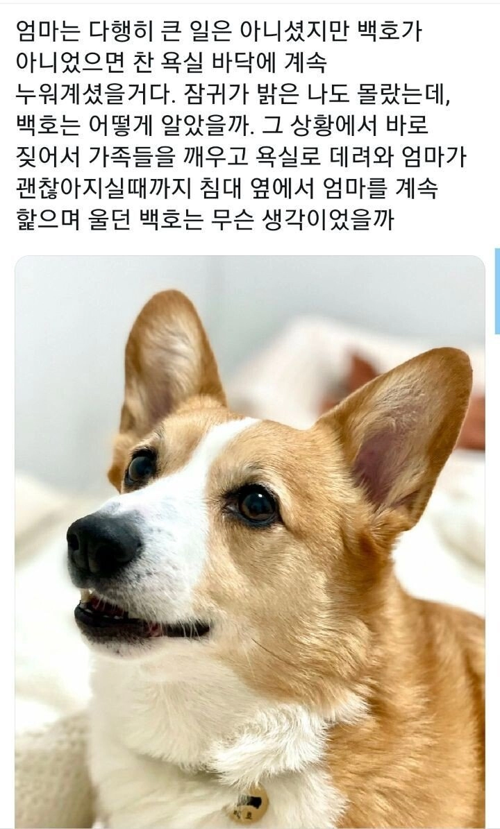 댕댕이의 예민함