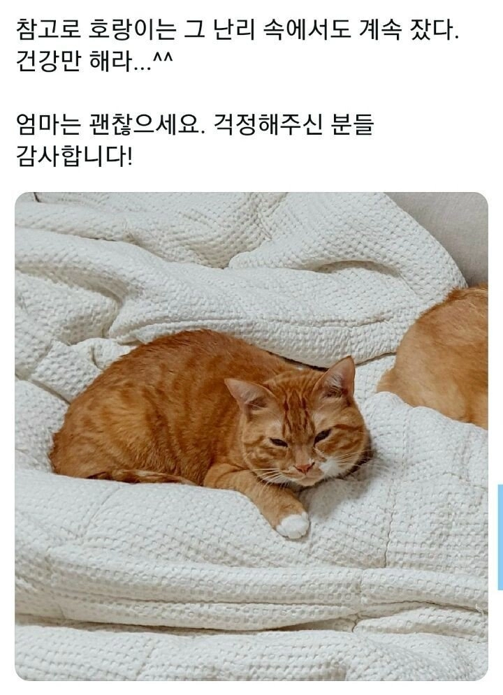 댕댕이의 예민함