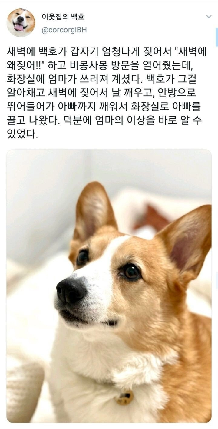 댕댕이의 예민함