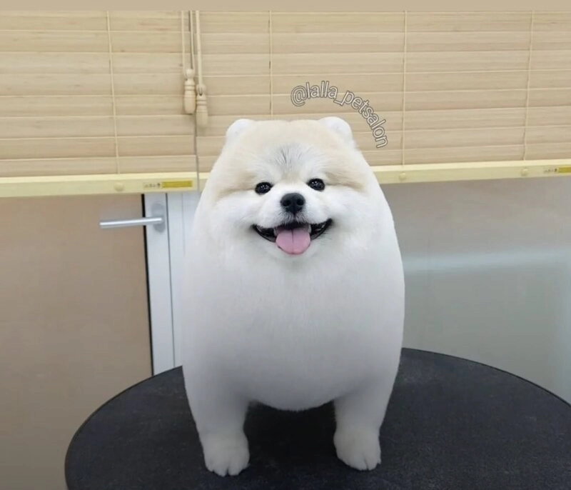 강아지 미용이 중요한 이유