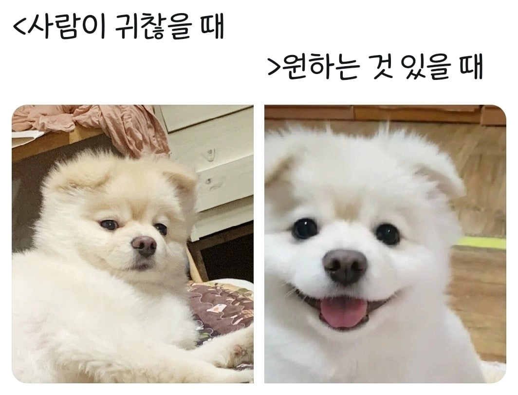 강아지들 표정 확실한거 너무 귀엽다