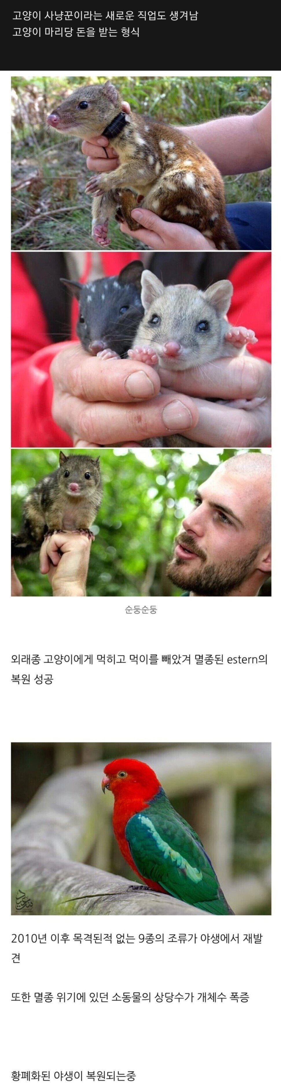 길냥이와 전쟁중인 호주